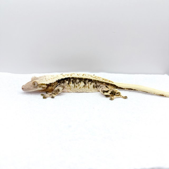 풀핀 드리피 쿼드