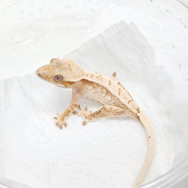 레드 드리피 트라이