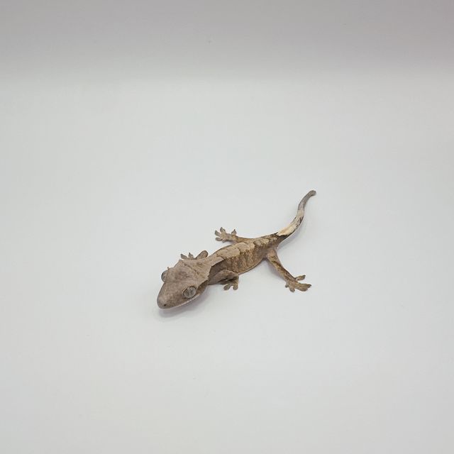 세이블