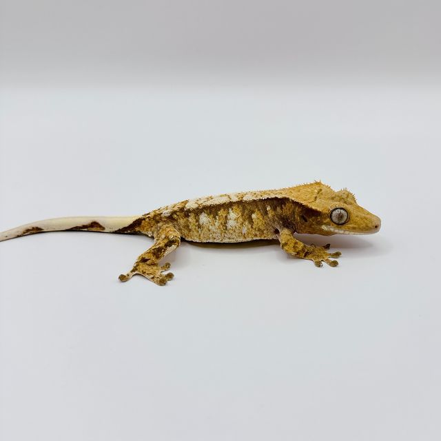 트라이