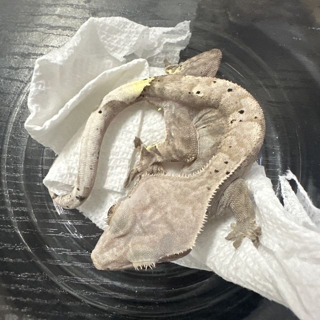 카푸치노 다크