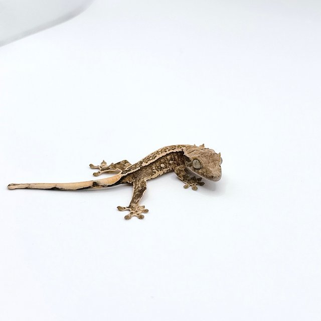 크림시클 화이트스팟