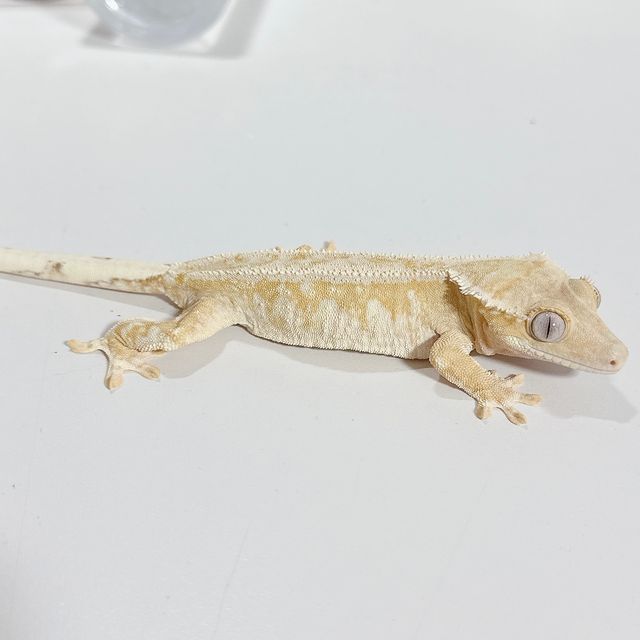 크림시클