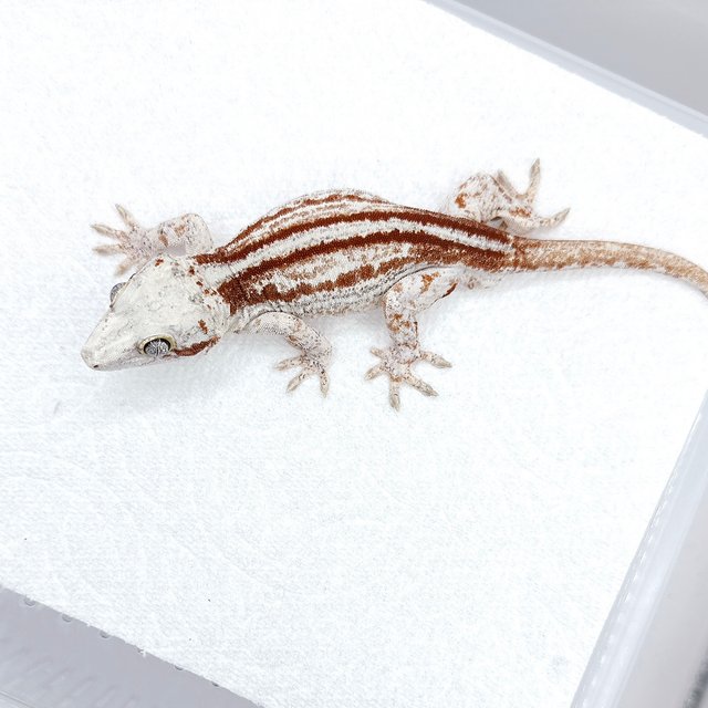 레드 스트라이프