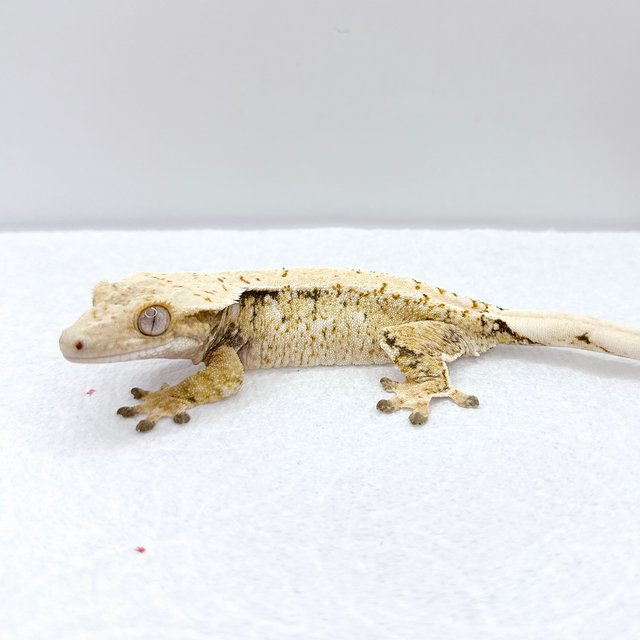 노멀 트라이 화이트스팟