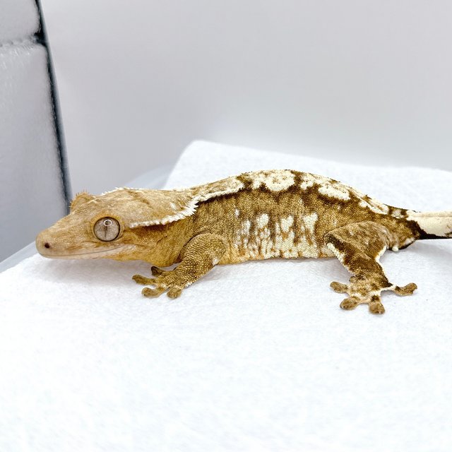 드리피 화이트크라운 화이트스팟 크림 크림시클