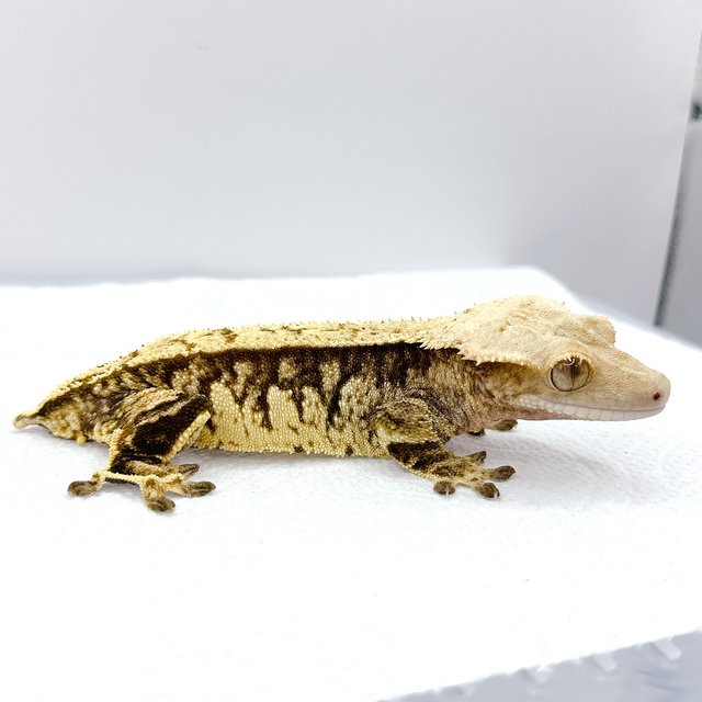 핀스트라이프 트라이