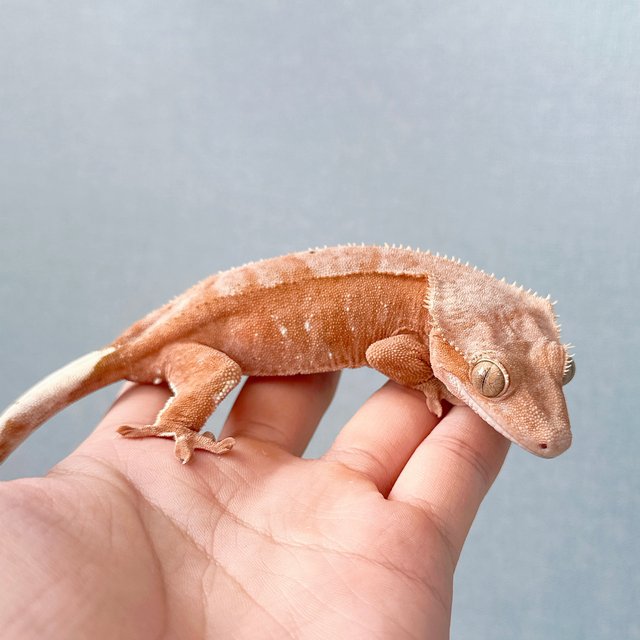 레드 바이 화이트포트홀