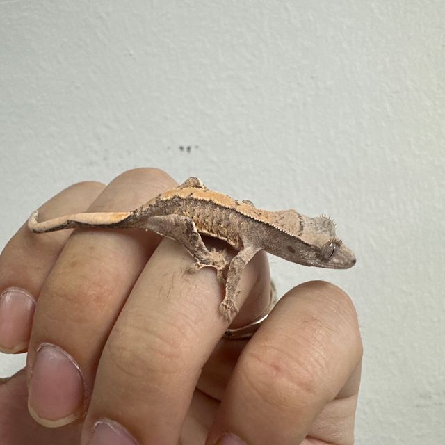 트라이