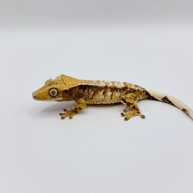 트라이