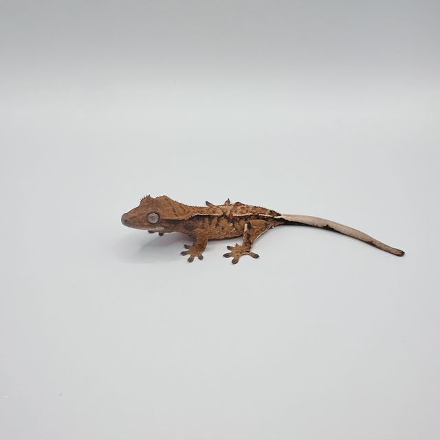 텐저린 트라이