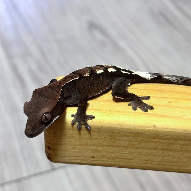 세이블 100%헷아잔틱