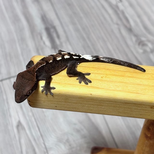 세이블 100%헷아잔틱