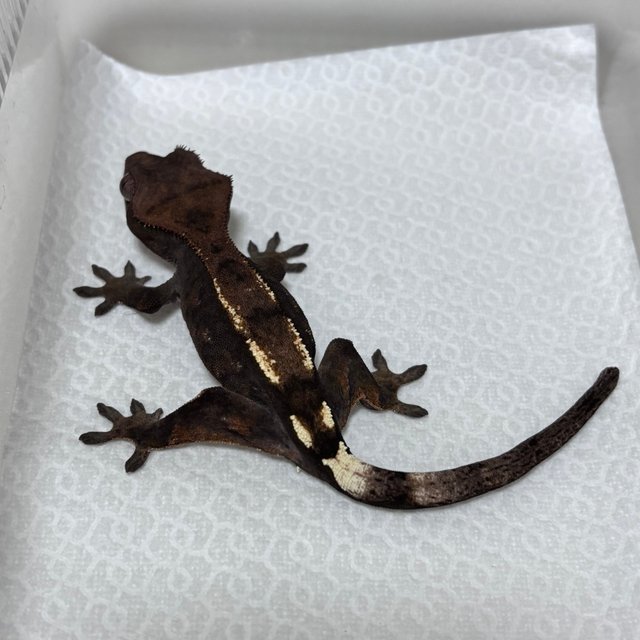 세이블 100%헷아잔틱