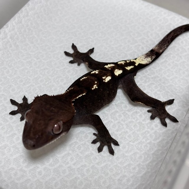 세이블 100%헷아잔틱