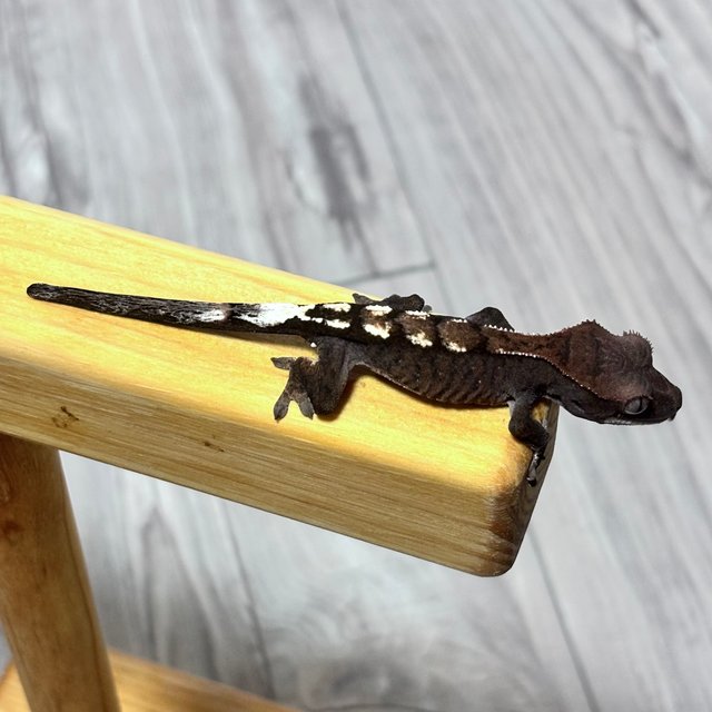 세이블 100%헷아잔틱