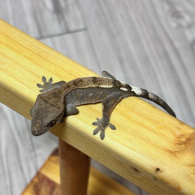 세이블 100%헷아잔틱 릴리100%헷아잔틱