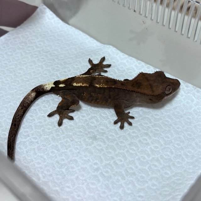 세이블 100%헷아잔틱