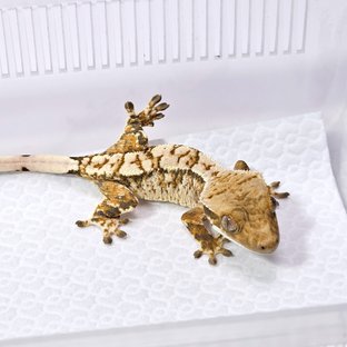 트라이