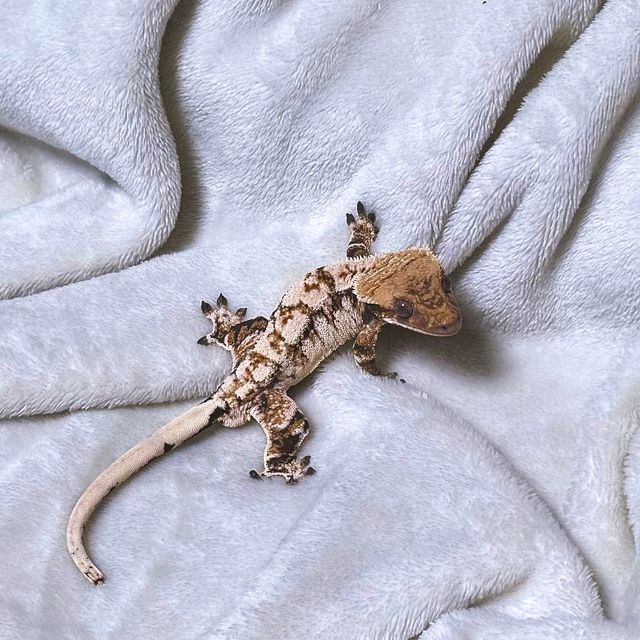 트라이