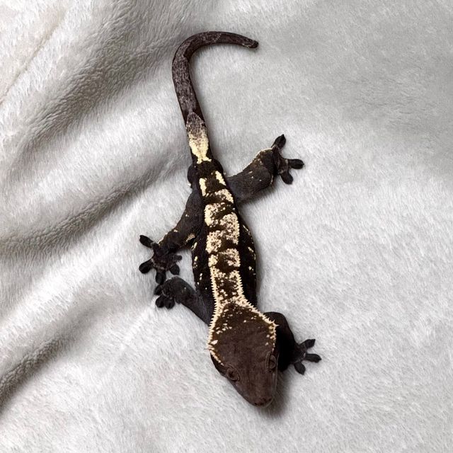 세이블