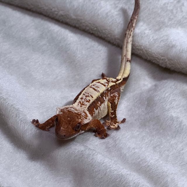 세이블