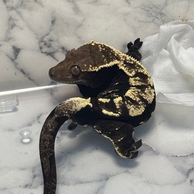 세이블