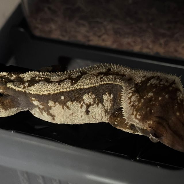 세이블