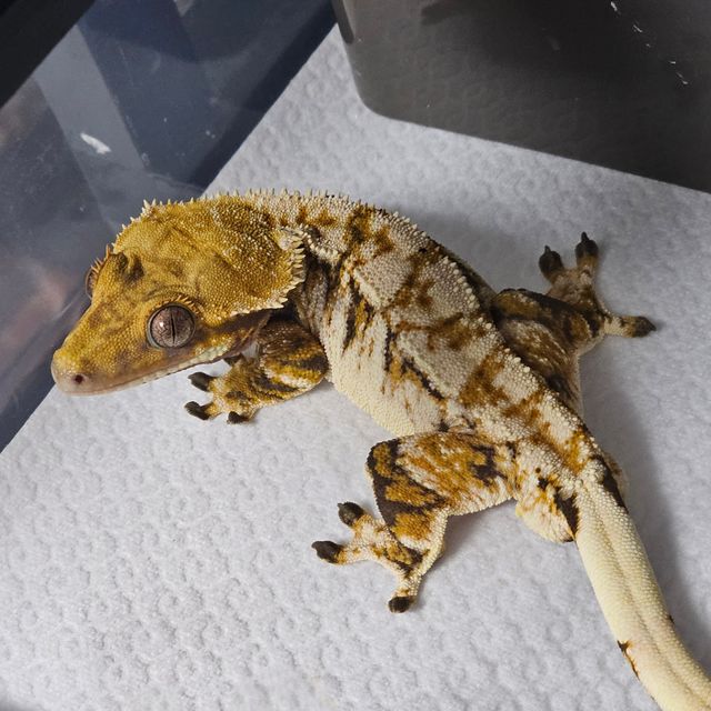 트라이