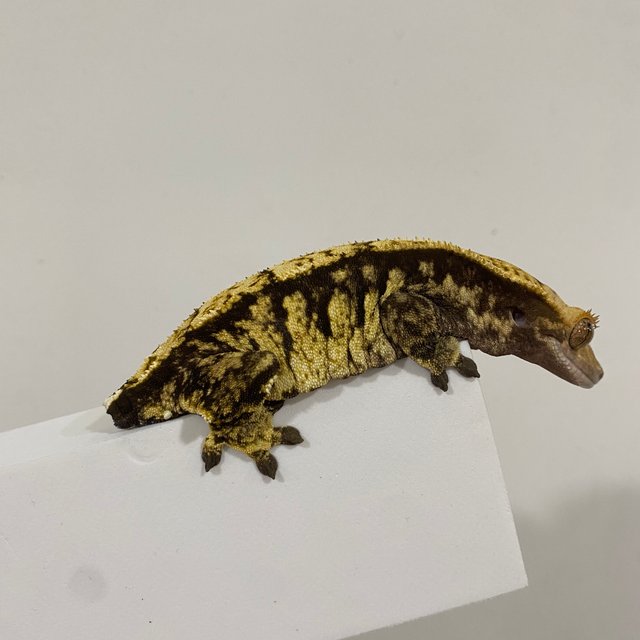 트라이 익스트림할리퀸 화이트스팟