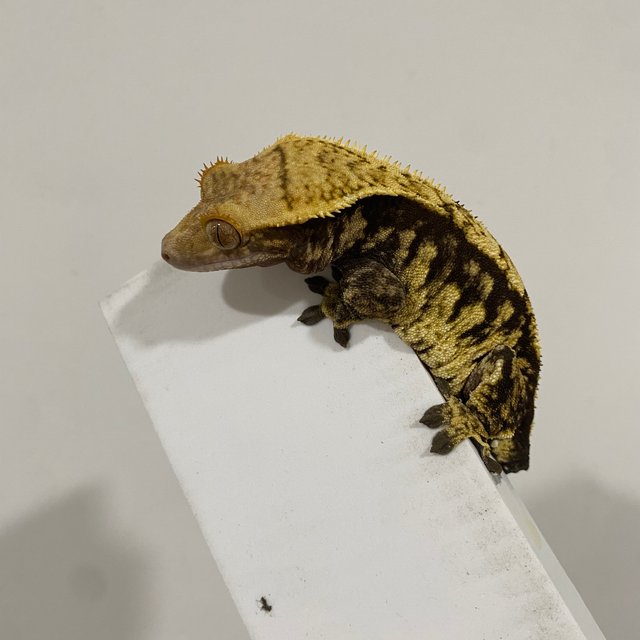 트라이 익스트림할리퀸 화이트스팟