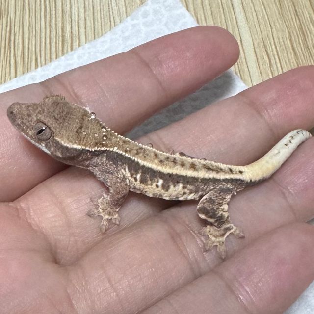 프라푸치노