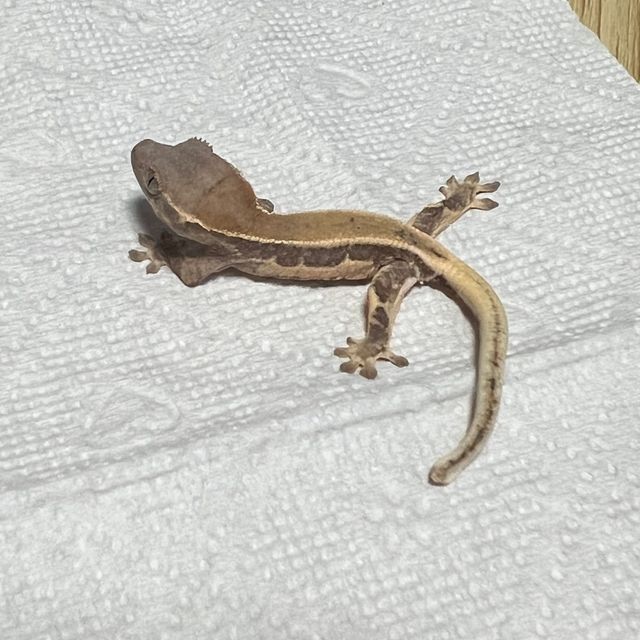 프라푸치노