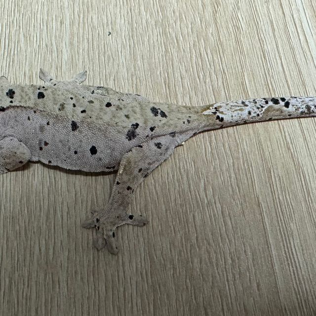 슈퍼달마시안