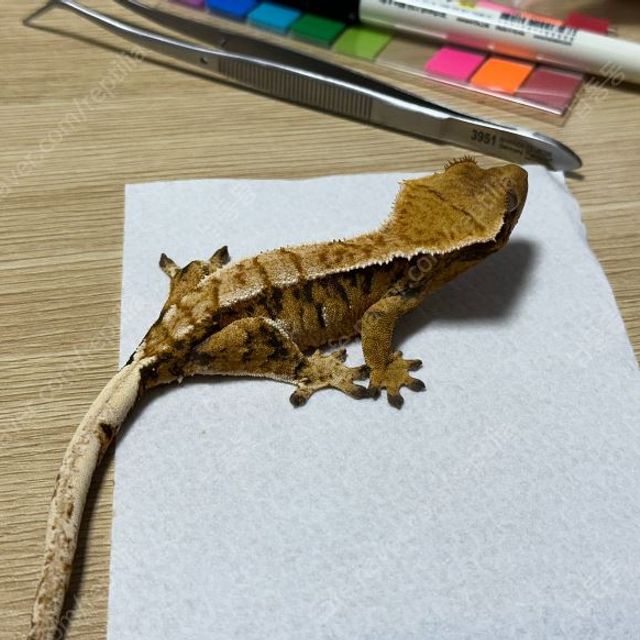익스트림할리퀸 트라이