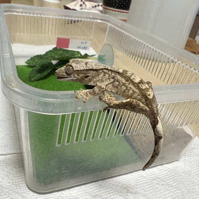 노멀