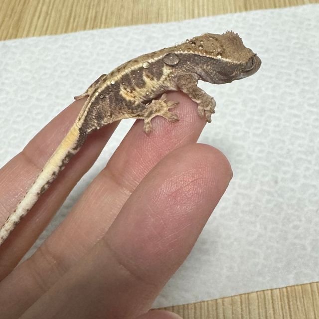프라푸치노