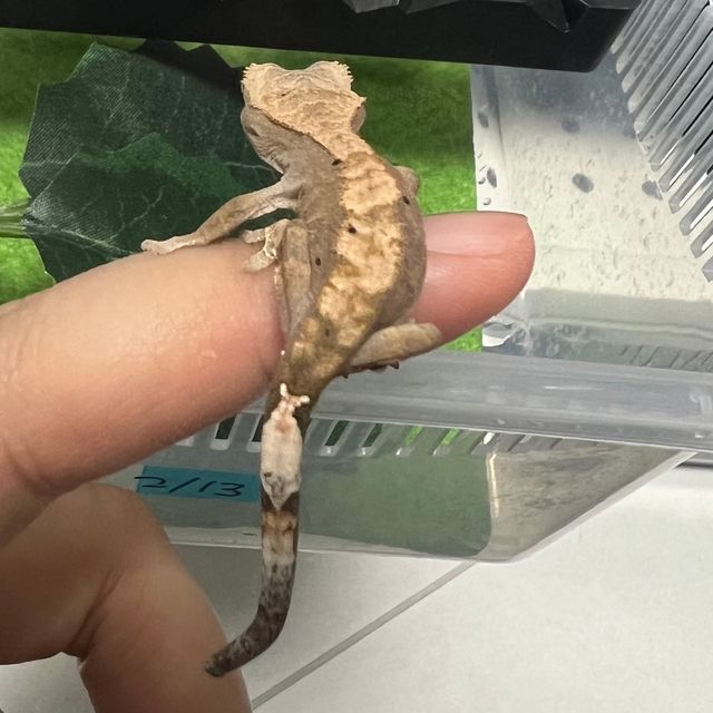 카푸치노