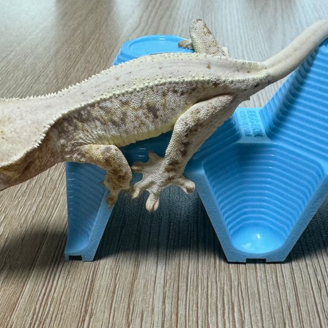 릴리화이트 익스트림할리퀸 크림 크림시클