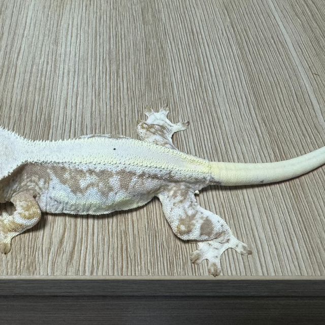 릴리화이트 크림시클