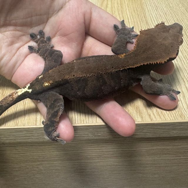 카푸치노