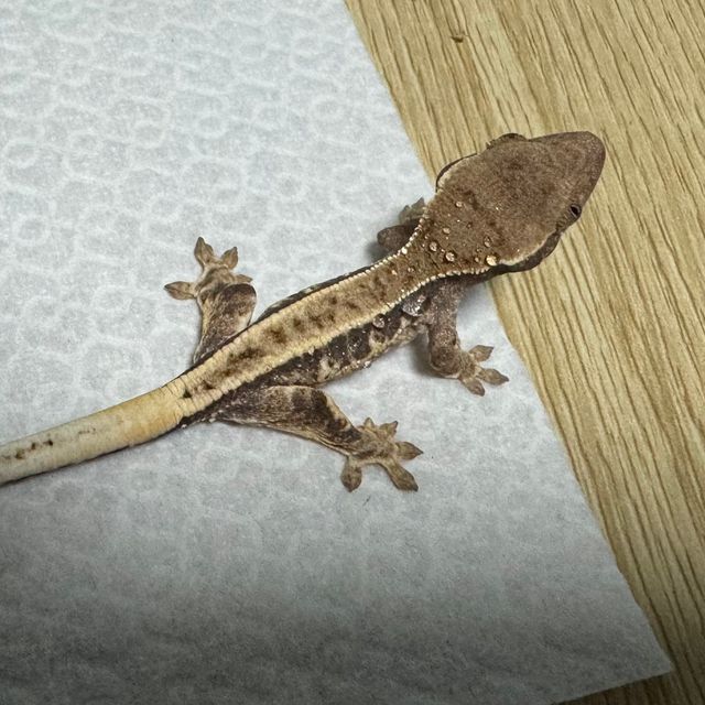 프라푸치노