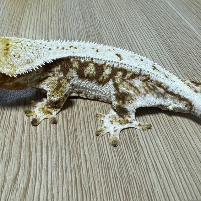 릴리화이트 레드 텐저린 스트로베리 익스트림할리퀸