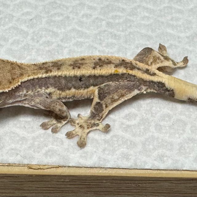 프라푸치노