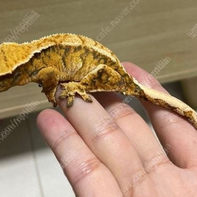 익스트림할리퀸 트라이