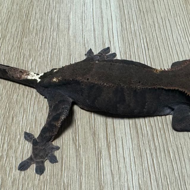 카푸치노