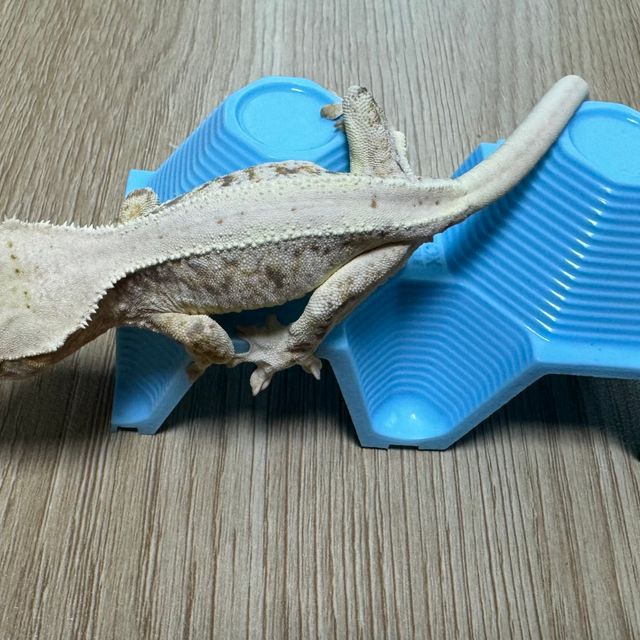 릴리화이트 익스트림할리퀸 크림 크림시클