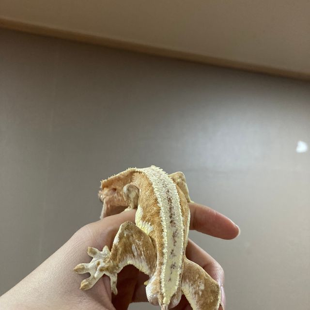 팬텀 크림시클