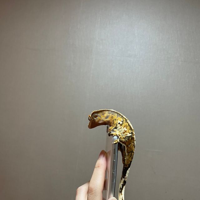 트라이