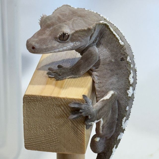 아잔틱